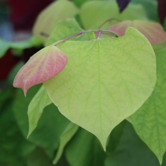 Cercis canadensis 'Hearts of Gold' 7.5 Litres